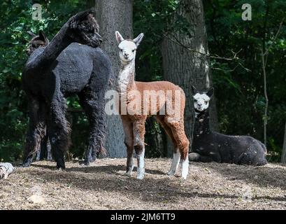 Vielitzsee, Deutschland. 28.. Juli 2022. Eine Alpaka-Stute und Alpaka-Fohlen stehen auf dem Gelände der Alpaka-Farm 'Alpaca nigra' dicht beieinander. Seit der Gründung des Hofes vor zwölf Jahren hat sich eine Herde von rund 60 Tieren zusammengeschlossen. Neben der Führung durch den Bauernhof werden seit diesem Jahr Alpaka-Spaziergänge in kleinen Gruppen von bis zu acht Tieren angeboten. Im Hofladen werden unter anderem Produkte aus der besonders weichen Alpakawolle verkauft. Quelle: Jens Kalaene/dpa/Alamy Live News Stockfoto