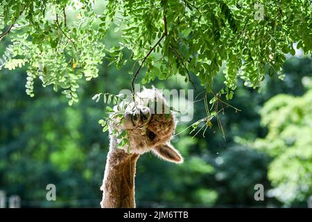 Vielitzsee, Deutschland. 28.. Juli 2022. Die Alpaka-Stute Sunrise frisst mit viel Genie auf grünen Blättern eines Rotkehlchen auf dem Gelände des Alpaka-Hofes 'Alpaca nigra'. Seit der Gründung des Hofes vor zwölf Jahren hat sich eine Herde von rund 60 Tieren zusammengeschlossen. Angeboten neben der Führung durch den Bauernhof seit diesem Jahr Alpaka Wanderungen in kleinen Gruppen von bis zu acht Tieren. Im Hofladen werden unter anderem Produkte aus der besonders weichen Alpakawolle verkauft. Quelle: Jens Kalaene/dpa/Alamy Live News Stockfoto