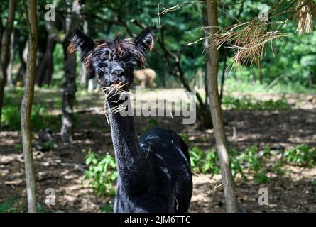 Vielitzsee, Deutschland. 28.. Juli 2022. Ein Alpaka frisst auch die trockenen Nadeln einer Kiefer auf dem Gelände der Alpaka Farm 'Alpaca nigra'. Seit der Gründung des Hofes vor zwölf Jahren hat sich eine Herde von rund 60 Tieren zusammengeschlossen. Angeboten neben der Führung durch den Bauernhof seit diesem Jahr Alpaka Wanderungen in kleinen Gruppen von bis zu acht Tieren. Im Hofladen werden unter anderem Produkte aus der besonders weichen Alpakawolle verkauft. Quelle: Jens Kalaene/dpa/Alamy Live News Stockfoto