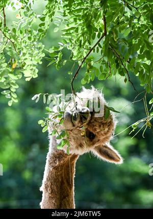 Vielitzsee, Deutschland. 28.. Juli 2022. Die Alpaka-Stute Sunrise frisst mit viel Genie auf grünen Blättern eines Rotkehlchen auf dem Gelände des Alpaka-Hofes 'Alpaca nigra'. Seit der Gründung des Hofes vor zwölf Jahren hat sich eine Herde von rund 60 Tieren zusammengeschlossen. Angeboten neben der Führung durch den Bauernhof seit diesem Jahr Alpaka Wanderungen in kleinen Gruppen von bis zu acht Tieren. Im Hofladen werden unter anderem Produkte aus der besonders weichen Alpakawolle verkauft. Quelle: Jens Kalaene/dpa/Alamy Live News Stockfoto