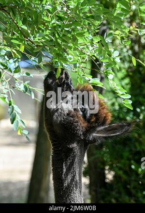 Vielitzsee, Deutschland. 28.. Juli 2022. Auf dem Gelände der Alpaka-Farm 'Alpaca nigra' isst ein Alpaka gerne grüne Blätter eines Rotkehlchen. Seit der Gründung des Hofes vor zwölf Jahren hat sich eine Herde von rund 60 Tieren zusammengeschlossen. Angeboten neben der Führung durch den Bauernhof seit diesem Jahr Alpaka Wanderungen in kleinen Gruppen von bis zu acht Tieren. Im Hofladen werden unter anderem Produkte aus der besonders weichen Alpakawolle verkauft. Quelle: Jens Kalaene/dpa/Alamy Live News Stockfoto