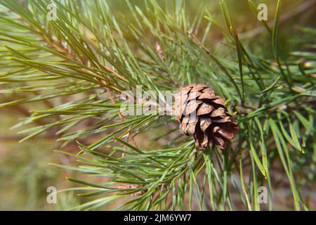 Tannenzapfen auf einem Zweig, Nadelhintergrund. Eine schöne Kiefer Knospen in einem sonnigen Frühling oder Sommertag. Nahaufnahme eines Baumzweiges. Die Schönheit des Waldes Stockfoto