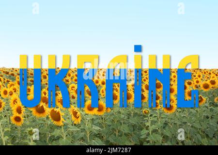 Schönes Sonnenblumenfeld und Wort UKRAINE Stockfoto