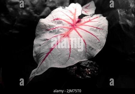 Nahaufnahme eines Blattes eines Elefantenohrs auf dem dunklen Hintergrund Stockfoto