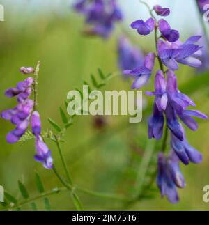 Eine selektive Fokusaufnahme von Purple Bird Vetch-Pflanzen mit einem verschwommenen grünen Feld im Hintergrund Stockfoto