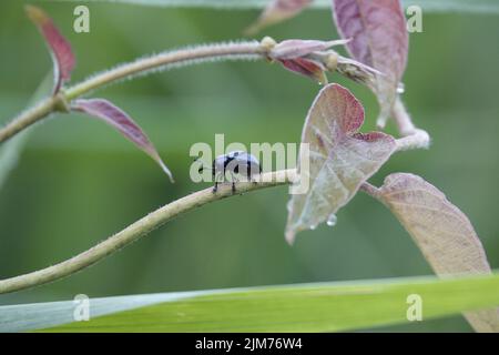 Ein flacher Fokus des Blauen Milchkäfer-Insekts auf einem Pflanzenzweig mit einem verschwommenen grünen Hintergrund Stockfoto