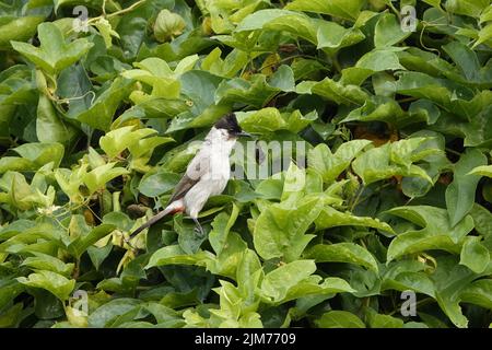 Eine Nahaufnahme eines Beulbülvogels mit Sooty-Kopf auf einer grünen Pflanze Stockfoto