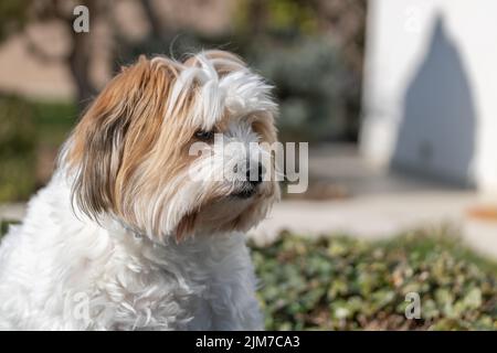 Ein Nahaufnahme-Porträt eines charmanten weißen Havannas-Hundes bei Tageslicht Stockfoto