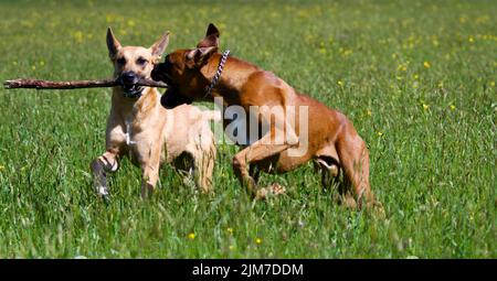 2 Hunde kämpfen am sonnigen Tag im Frühling in der Mitte eines Feldes um einen Holzstock. Das sind Boxerhund und belgischer Schäferhund. Stockfoto