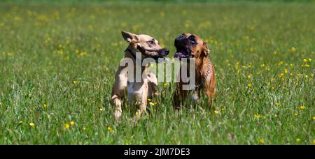 2 Hunde kämpfen am sonnigen Tag im Frühling in der Mitte eines Feldes um einen Holzstock. Das sind Boxerhund und belgischer Schäferhund. Stockfoto