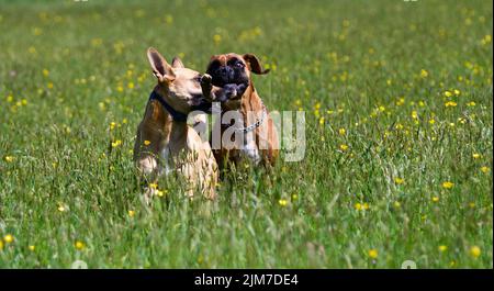 2 Hunde kämpfen am sonnigen Tag im Frühling in der Mitte eines Feldes um einen Holzstock. Das sind Boxerhund und belgischer Schäferhund. Stockfoto