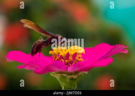 Eine schwarze Wespe thront auf einer Blume auf einem unscharfen Hintergrund in Ciamis, West Java, Indonesien Stockfoto