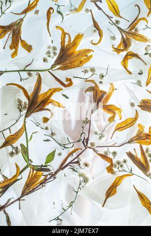 Lily Blütenblätter, Hand hinter zarten Chiffon-Draperie, sanftes Touch-Konzept Stockfoto