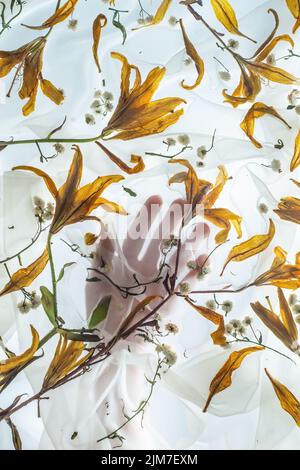 Lily Blütenblätter, Hand hinter zarten Chiffon-Draperie, sanftes Touch-Konzept Stockfoto