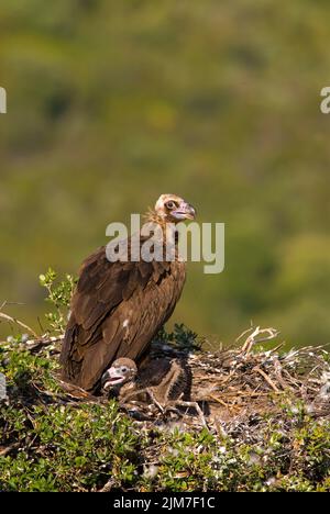 Die beiden schwarzen Geier, die im Nest in Extremadura, Spanien, ruhen Stockfoto