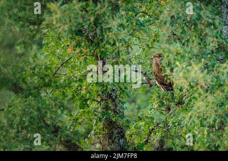 Eine selektive Fokusaufnahme eines Bussardes (Buteo buteo), der auf einem Baumzweig thront Stockfoto