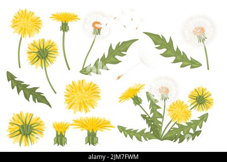 Satz von Delelionen Blumen mit Federn und grünen Blättern weht saisonale Blume Vektor-Illustration isoliert auf weißem Hintergrund Stock Vektor
