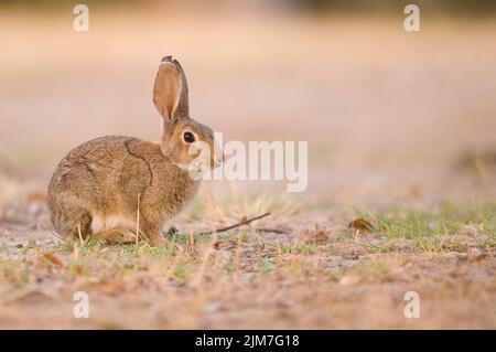 Eine selektive Fokusaufnahme eines wilden Kaninchens auf dem Gras mit heruntergefallenen Blättern auf dem Land Stockfoto