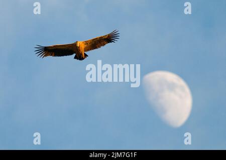 Eine Aufnahme eines Gänsegeiers (Gyps fulvus), der am Himmel mit breiten Flügeln gegen den Mond fliegt Stockfoto