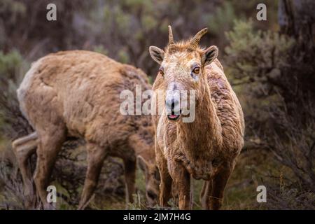 2022-05-05 EIN GROSSES HORN-SCHAF, DAS GERADEAUS MIT KLEINEN HÖRNERN, OFFENEM MUND UND SCHÖNEN AUGEN UND EINEM VERSCHWOMMENEN HINTERGRUND IM YELLOWSTONE-NATIONALPARK SCHAUT Stockfoto