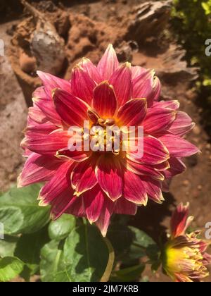 Dahlienblume, Ein Mitglied der Familie der Compositae (auch als Asteraceae bezeichnet) dicotyledoner Pflanzen, zu deren Gartenverwandten die Sonnenblume gehört. Stockfoto