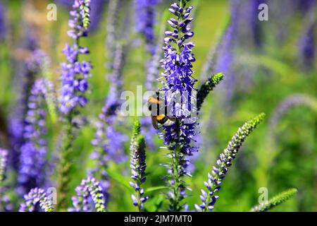 Hummel, Bestäuberinsekt von Bombus spp, füttert an einem sonnigen Tag den Nektar von Yssop, Hyssopus spp. Stockfoto