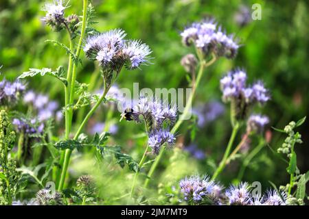 Blühende Lacy Phacelia, Phacelia tanacetifolia, oft als Bienenpflanze oder als Deckpflanze verwendet, mit einer Bumblebee, Bestäuberinsekt von Bombus spp Stockfoto