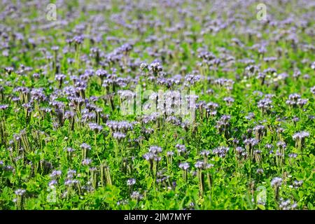 Feld von Lacy Phacelia, Phacelia tanacetifolia. Lacy Phacelia wird oft als Bienenpflanze oder als Deckpflanze verwendet. Selektiver Fokus auf der Vorderseite des Bildes. Stockfoto