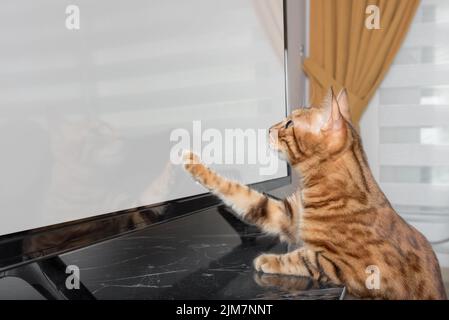 Bengalkatze schaut im Wohnzimmer fern. Einzufügende Stelle. Stockfoto