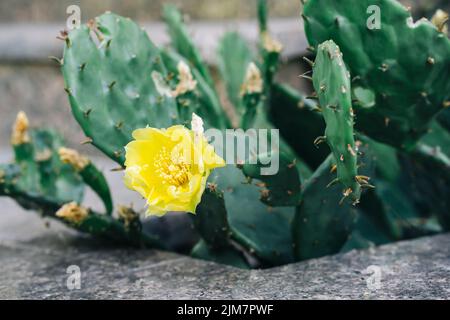 Nahaufnahme der gelben Blume des Kaktus der Ostkiefernpfeige. Opuntia humifusa. Schöne blühende gelbe Kaktusblüte im Garten. Stockfoto