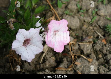 Zarte weiße Hybride Surfinia (Petunia atkinsiana) blüht mit rosa Schattierung Stockfoto