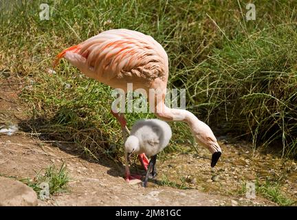 Flamingo Stockfoto