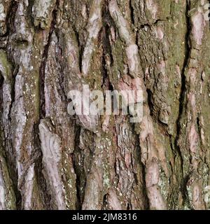 Rinde eines Ulmenbaums Stockfoto