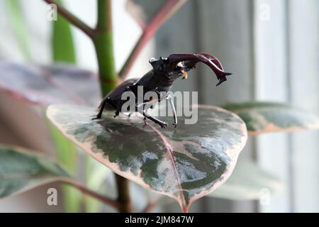 Hirschkäfer auf dem Blatt Stockfoto