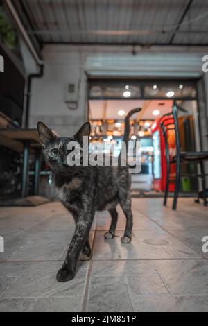 Armes kleines schwarzes Kätzchen, das vor dem Kebab oder Fastfood-Stand in Oran, Algerien, um Nahrung bettelt. Verlassene Kitty auf der Suche nach Essen von Kunden. Stockfoto