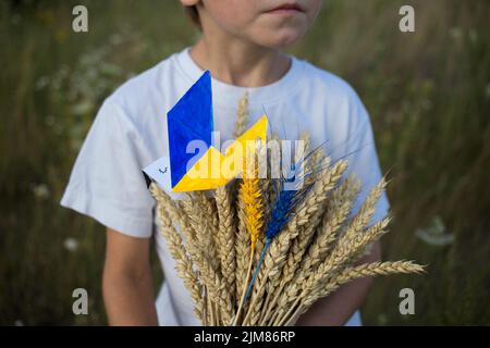 In den Händen eines nicht erkennbaren Jungen, Bouquet von Weizenspikeln, auf dem sich eine Papiertaube des Friedens befindet, mit gelb-blauen Flügeln, zwei in col gemalte Dorn Stockfoto