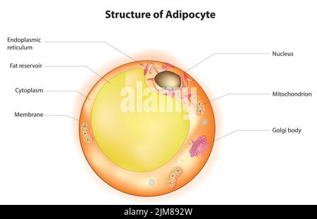 Adipozytenstruktur Stock Vektor