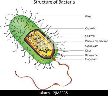 Struktur von Bakterien Stock Vektor