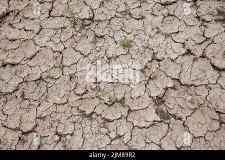 Trockener, rissiger Boden auf den Rheinwiesen in Köln. 25. Juli 2022 trockene, riskanter Boden in den Rheinauen in Köln, Deutschla Stockfoto