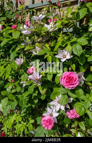 Nahaufnahme der rosa Rose ‘Gertrude Jekyll’ und Clematis ‘Samaritan Jo’ Kletterer auf einer Spalierwand blüht im Sommer in Großbritannien im Garten Stockfoto