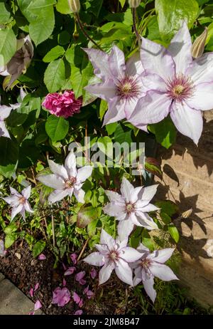 Nahaufnahme des Kletterers clematis 'Samaritan Jo' Pflanze Blumen blühen auf einem Spalierzaun an einer Wand im Garten im Sommer England UK United Ki Stockfoto