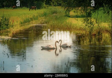 Zwei Schwäne schwimmen an einem Sommertag in den Niederlanden in einem Kanal mit Pferden im Hintergrund Stockfoto