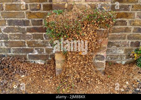 Slough, berkshire, Großbritannien. 4.. August 2022. Tote Blumen an einer Wand nach der Hitzewelle. Quelle: Maureen McLean/Alamy Stockfoto