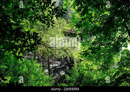 Grüne Blätter auf Waldbäumen Hintergrund Stockfoto