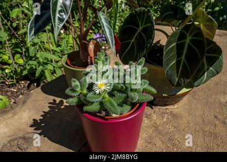 Nahaufnahme von Töpfen von Zimmerpflanzen Alocasia reginula schwarz Samt amazonica delosperma bambino Pflanzen im Sommer England UK Vereinigtes Königreich GB Großbritannien Stockfoto