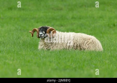 Dalesbred RAM mit prächtigen Hörnern, die sich hinlegen und das üppige grüne Gras bei regnerischem Sommerwetter kauen. Hintergrund bereinigen. Speicherplatz kopieren. Horizonta Stockfoto