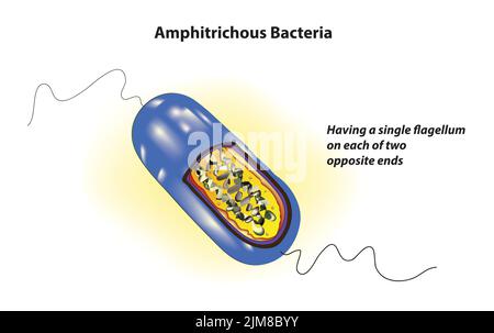 Amphitrichous Bakterien Stock Vektor