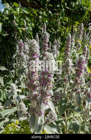 Nahaufnahme von Lämmern Ohr 'Silver Carpet' Blumen (Stachys byzantina) Blütenspitze Blüte im Cottage Garten im Sommer England Großbritannien Stockfoto
