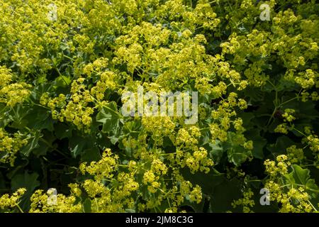 Nahaufnahme von Alchemilla mollis blühende gelbe Blüten in einem Hüttengarten Grenze im Sommer England UK Vereinigtes Königreich GB Großbritannien Stockfoto