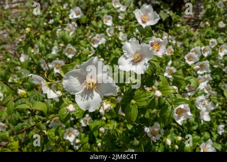 Nahaufnahme von philadelphus coronarius Mock Orange Hortensiaceae weißen Blüten blühende Blume in einem Garten Grenze im Sommer England GB Großbritannien Stockfoto